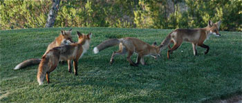 foxesplaying
